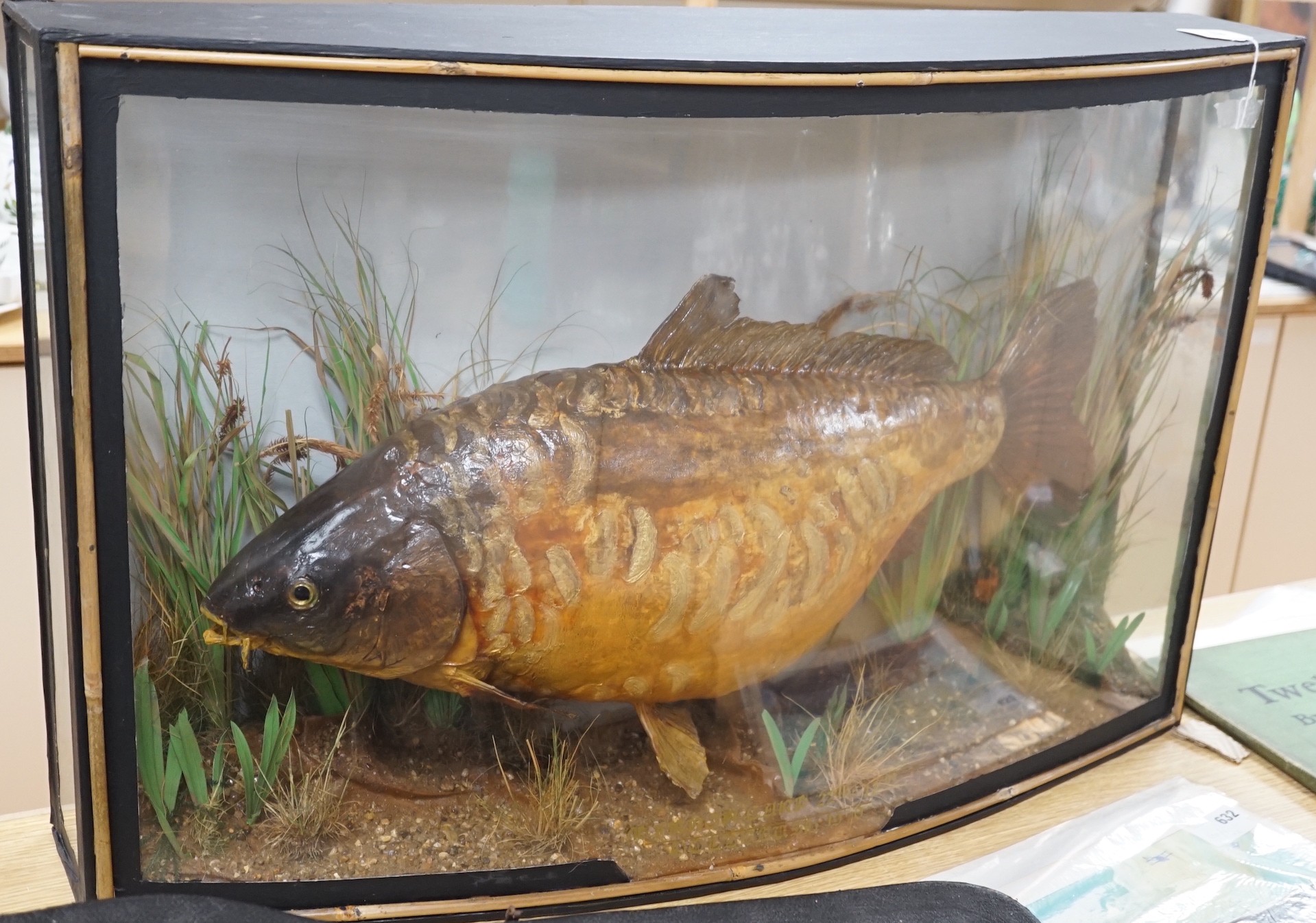 A Taxidermic mirror carp, 22lb 12oz, bow front glazed case, bears date, Length 87cm